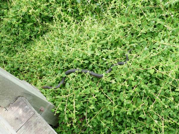 Copperhead slang langs de boardwalk