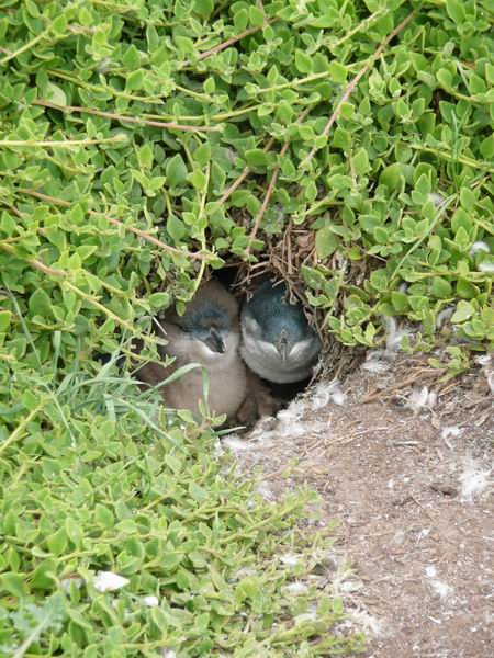 Twee Pinguins in hun hol