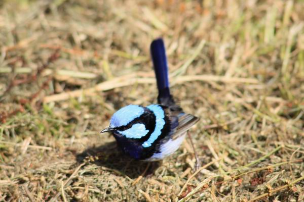 Superb Fairy-wren