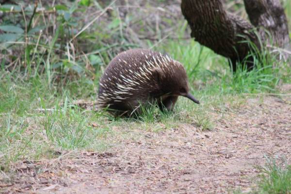 Echidna