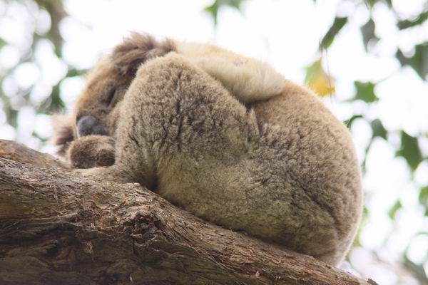 Koala in rust (2)