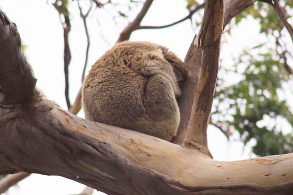 Koala in rust (1),doen ze 20 uur per dag ongeveer