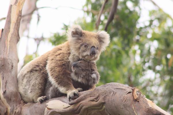 Koala met jong aande wandel