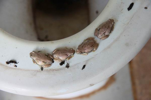 De kikkertjes dichterbij.