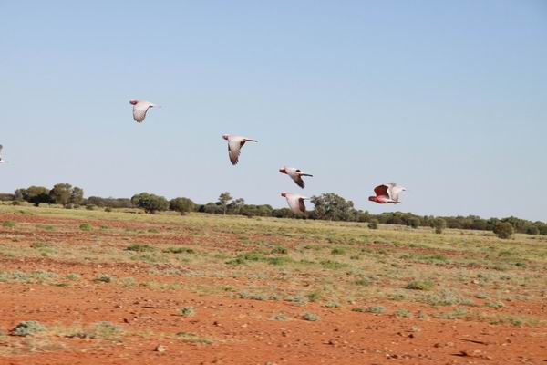 Langs de weg soms grote hoeveelheden Gala's.
Hier een paar in vlucht naast de rijdende auto