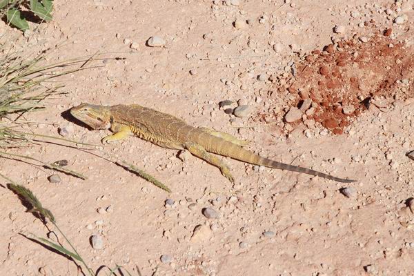 Een mooie hagedis langs de weg.