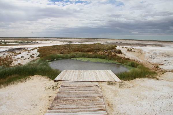 Vlak bij Coward springs liggen twee zogenaamde Mouth springs.
Bronnen in de middle of nowhere.