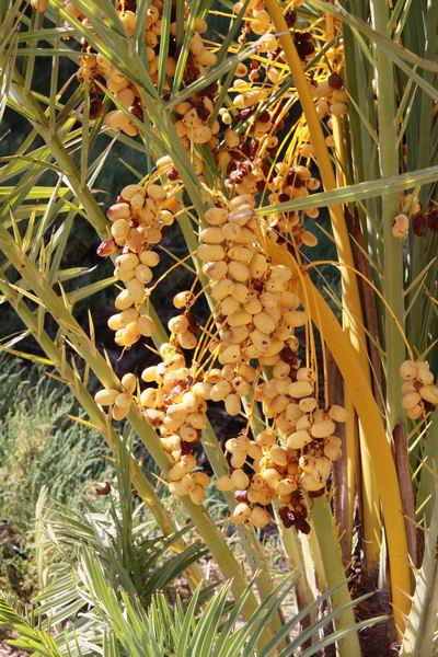 Vruchten/bloemen in palm