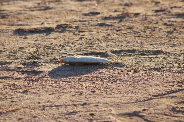 Een van de vele dode vissen daar waar het water zich al heeft teruggetrokken.