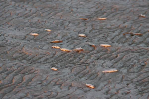 Beeld van het al weer drooggevallen Lake Eyre