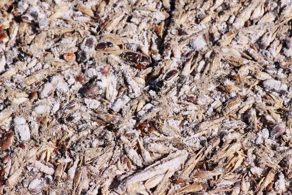 Ook torren en sprinkhanen in grote getallen.