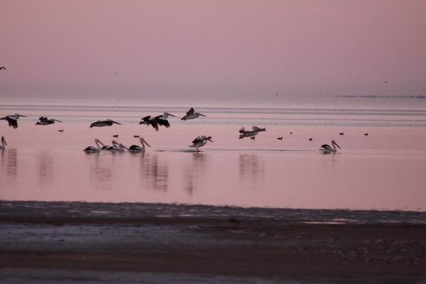 Pelikanen met de zonsopgang kleuren net boven het water