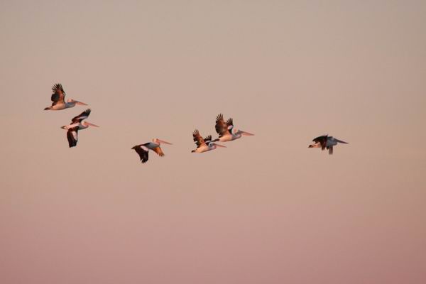 Bij zonsopgang en zonsondergang zijn er veel pelikanen in de lucht