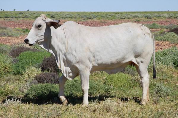 Je ziet regelmatig deze Indiase koe tussen het vee lopen