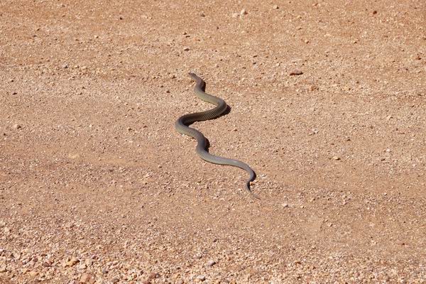 Mooie Brown snake op de weg naar Oodnadatta.