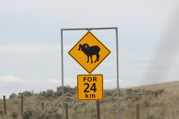 Bighorn sheep