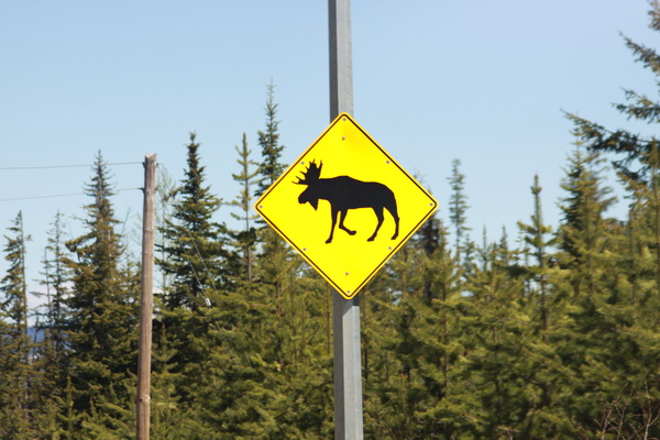 Moose / Elanden