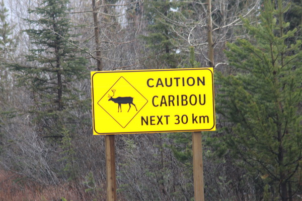 Caribou / Rendieren