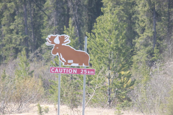 Moose / Elanden