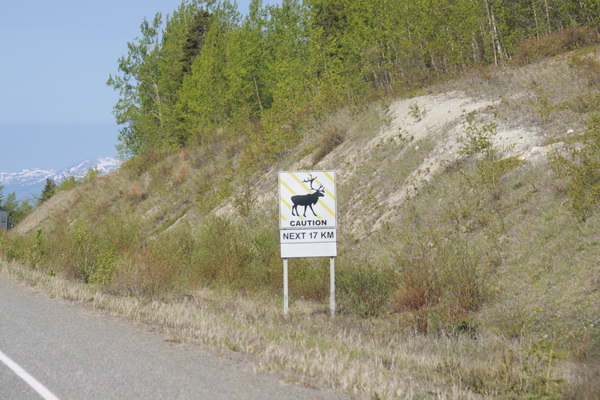 Caribou / Rendieren