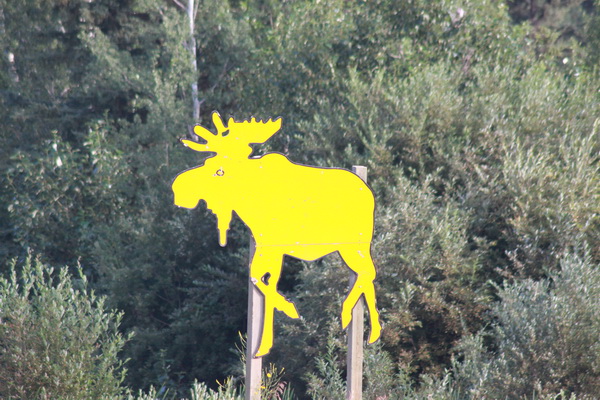 Moose