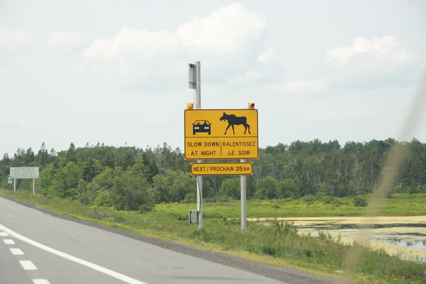 Moose, slow down at night