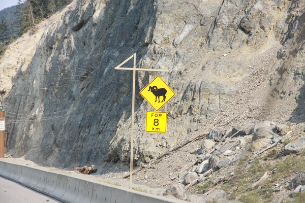 Waarschuwing Big horn sheep