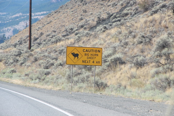 Waarschuwing Big horn sheep