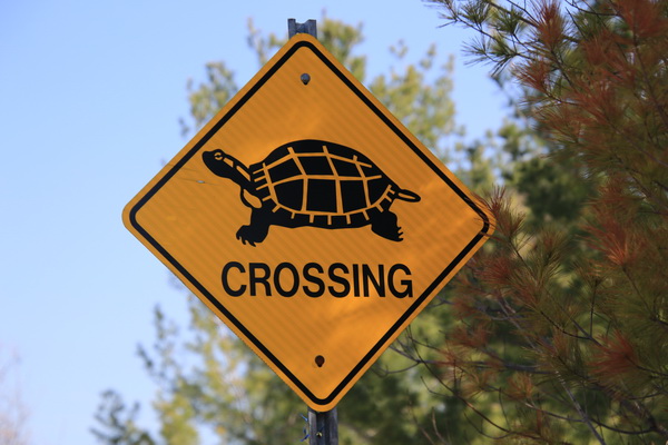 Overstekende schildpadden