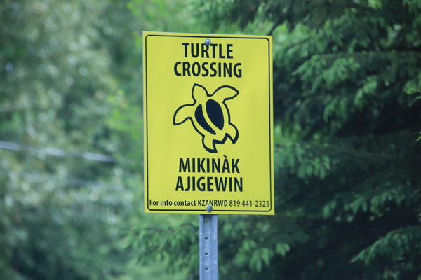 Overstekende schildpadden
Op veel plaatsen in Ontario gezien