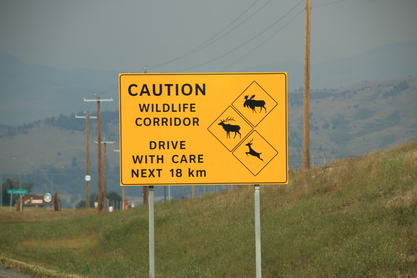 Waarschuwing, wild corridor