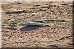 Een van de vele dode vissen daar waar het water zich al heeft teruggetrokken.