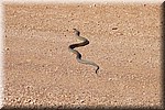 Mooie Brown snake op de weg naar Oodnadatta.
