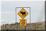 Bighorn sheep