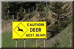 Deer / herten