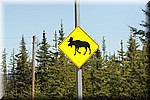 Moose / Elanden