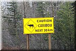 Caribou / Rendieren