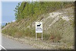 Caribou / Rendieren