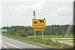 Moose, slow down at night