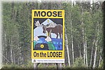 Moose on the loose...