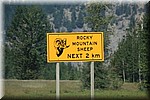 Waarschuwing voor Rocky Mountain Sheep